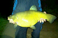 Bingham Pond Tench