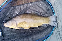 Bingham Pond Tench 3